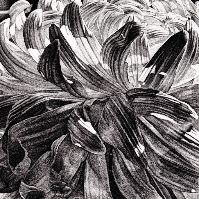 Louis SAVAGE - Chrysanthemum Petals | MasterArt